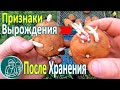 🥔 Какую картошку лучше не сажать 🌱 Выбраковка семенного картофеля после хранения и проращивания