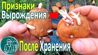 🥔 Какую Картошку Лучше Не Сажать 🌱 Выбраковка Семенного Картофеля После Хранения И Проращивания