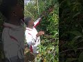 Buna Gujii Buna Gujii