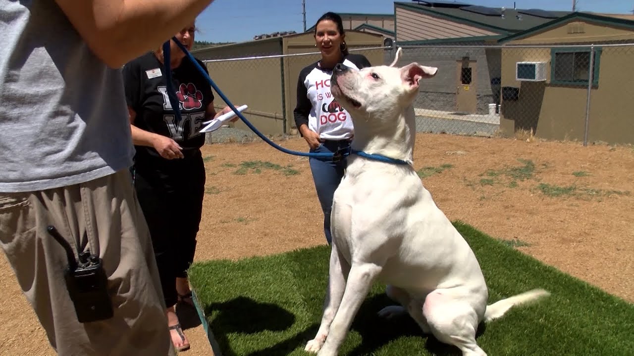 Yavapai Humane Society on Dog Adoption YouTube