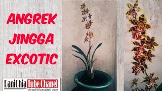 Download Lagu Anggrek Jingga , Jenis Anggrek Tanah yang Indah MP3