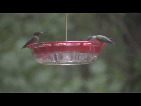Hummingbird Feeder 1 Day After Installing Hummbing Bird