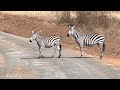 Real Life Zebra Crossing at Nairobi National Park, Kenya