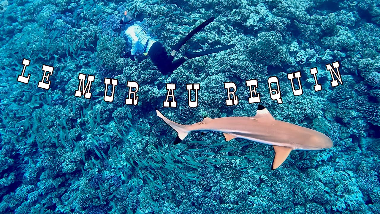 ⁣Tour de « passe passe » aux Tuamotu . Entre Makemo, Fakarava et Toau. Snorkeling inoubliable 🐠