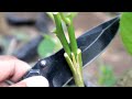 VV Grafting Method on Fruit Tree | New Video SHARE if You Like!!!