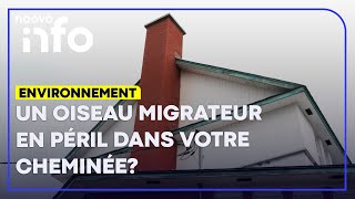Attention, votre cheminée pourrait cacher des Martinets ramoneurs