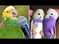 Smart and funny parrots parrot talkings compilation 2024  cute birds 21