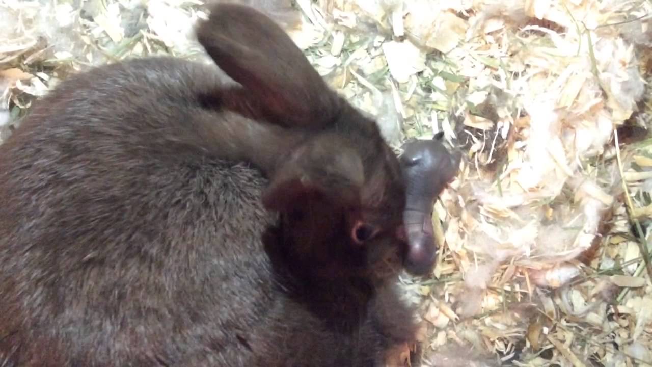 My rabbit giving birth to 3 bunnies on 12/30/2015 at 7:32 am 