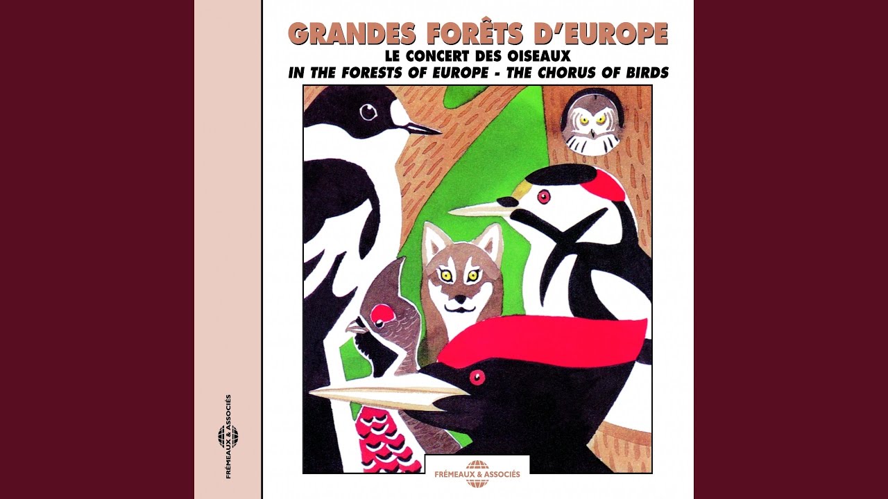 Pinson des arbres (Chaffinch)