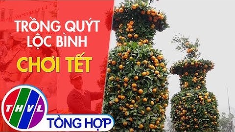 Trồng quýt lộc bình chơi tết