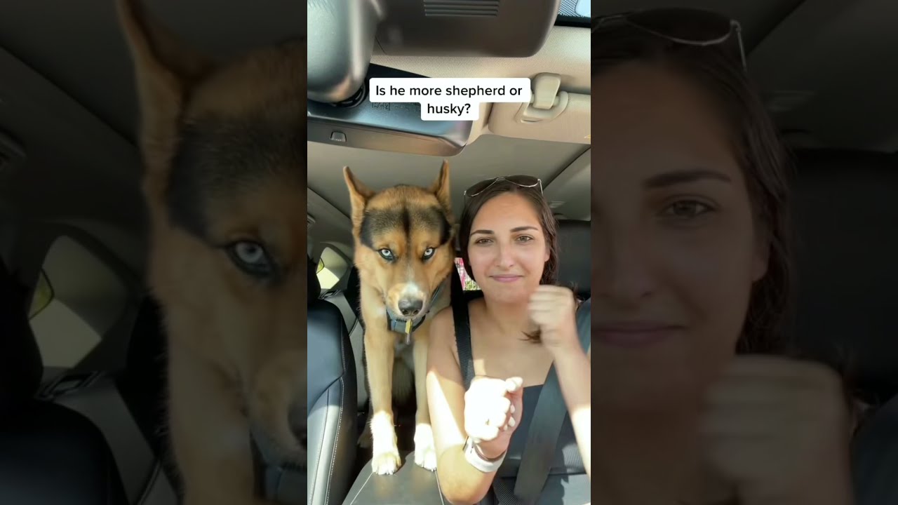 Common Questions About our Gerberian Shepsky