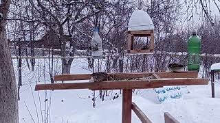 Дубонос, снегири, синички и воробьи в живом репортаже 😁👍🐦 #птицы