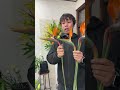 ライブ ハイライト