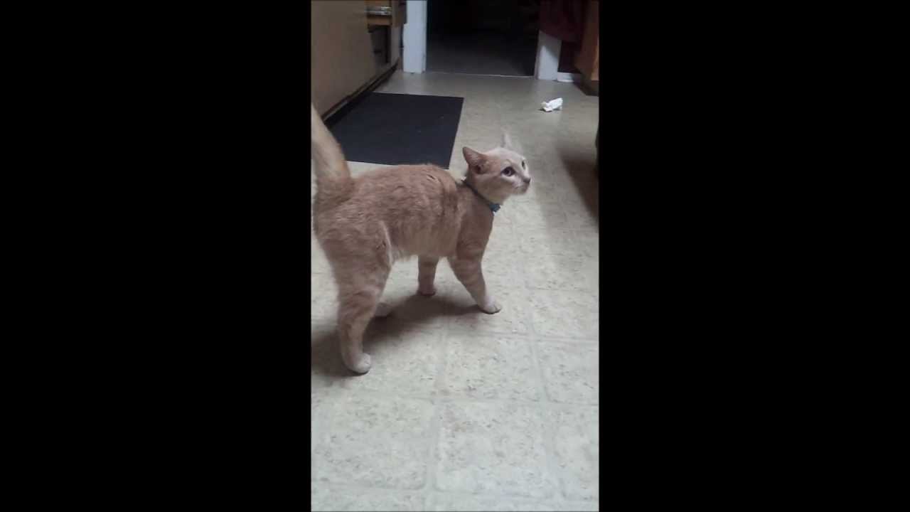 Cute Cat says I Love You