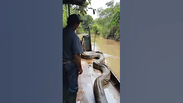 Anaconda In The Amazon River Wild Giant Snake Amazon River Wild Anaconda Giant Snake Predation 