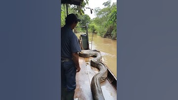 Thumbnail of Anaconda in the Amazon River#Wild Giant Snake#Amazon River#Wild Anaconda#Giant Snake Predation