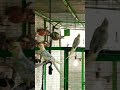 #jungle ke pakshi #amazonjunglekepakshi#chidiyawalacartoon #vilok #parrot Randeep