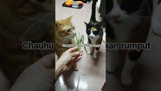 Download Lagu chauhu \u0026 happy makan rumput #chauhu #kucingtaiwan #aryani #titok #cute MP3