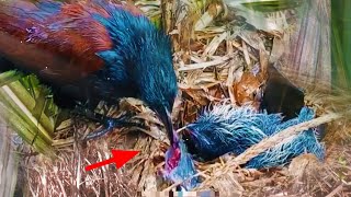 NGERI!!! INDUK BURUNG KORBANKAN ANAKNYA SENDIRI DEMI BERTAHAN HIDUP