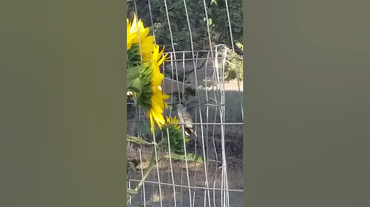 Hummingbird at a sunflower.