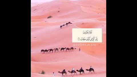 أفلا ينظرون إلى الإبل كيف خُلِقت (سورة الغاشية) - ماهر المعيقلي 🌸💭