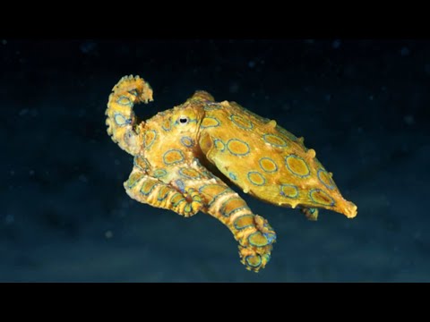 Facts: The Blue-Ringed Octopus