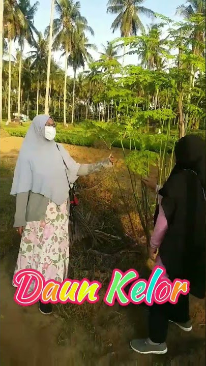 Daun kelor untuk terapi pengobatan alami..#shorts #nature #viral #kelor #terapi