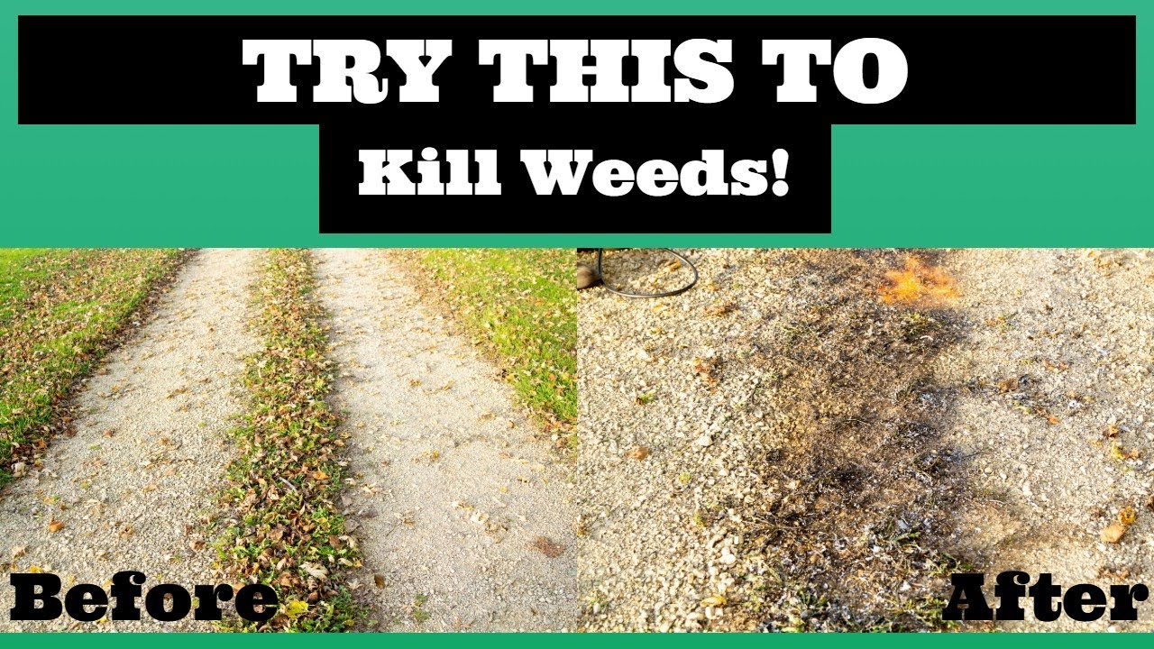 STOP Using Chemicals to Kill Your Weeds! Try This Instead! YouTube