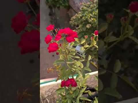 Video: Information om Polyantha og Floribunda-roser