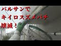 スズメバチ駆除には【バルサンが最強】東近江市でキイロスズメバチ駆除！Defeated the Murder Hornets at a Japanese house2
