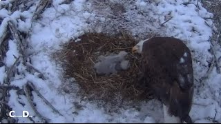 Fort St Vrain Eagles~First morning Feeding By Mom_4/21/24 by chickiedee64 139 views 2 weeks ago 6 minutes, 39 seconds