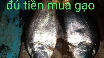 Cắm cầu thác lác cườm mưu sinh t5 #tuanvlogs#camcauthaclaccuom#