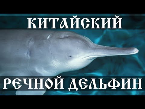 Китайский речной дельфин - вымерший вид