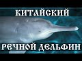 Китайский речной дельфин - вымерший вид