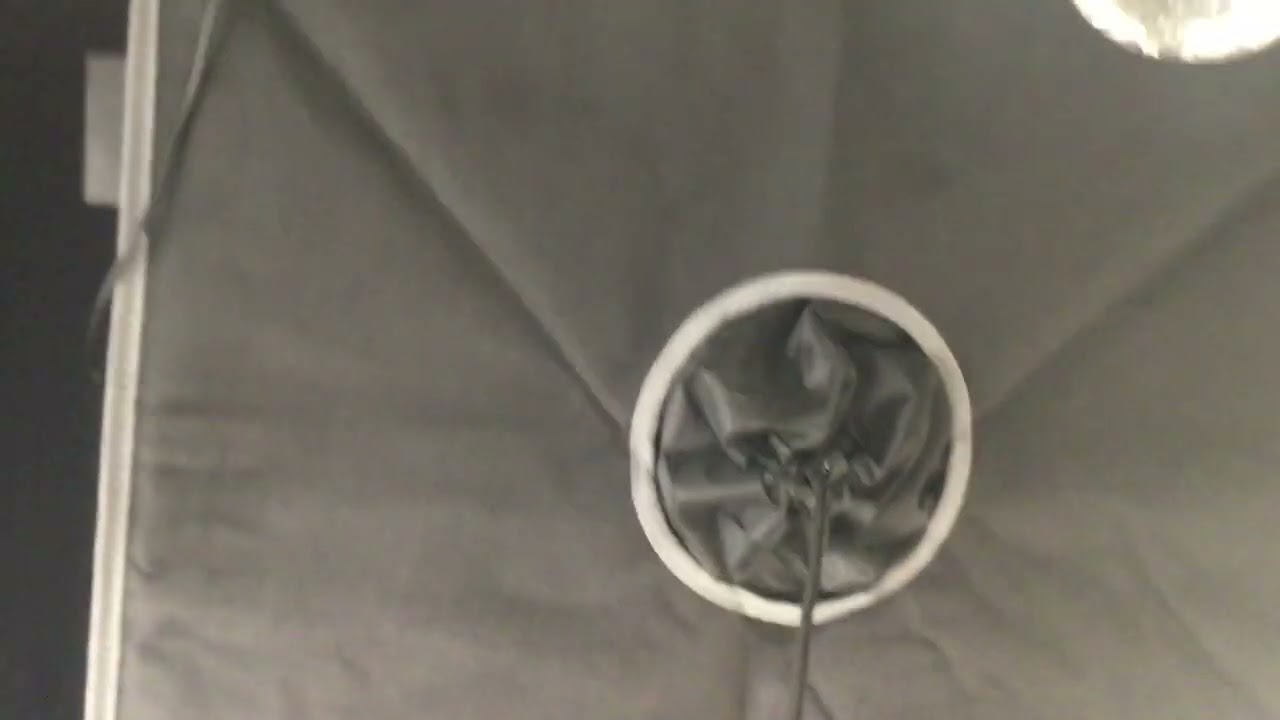 pacific Seed Bank vs Dutch Seed Bank🏹