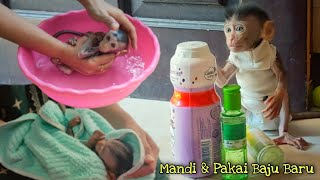 Monyet Jinak Lucu Luby Sedang Mandi Pakai Bedak dan Baju Baru