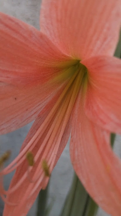 Flower 🌺Jesee vlogz #flowers  #youtube #subscribe #love #video  #like #shorts