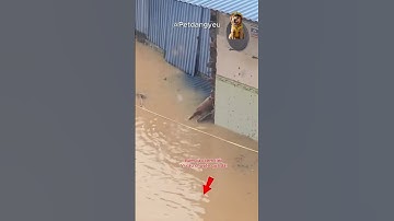 Nước Lũ Dân Lên Nhanh, Kết Quả Em Chó Có Được Cứu? #petdangyeu #giaicuudongvat #thucung #bão_lũ