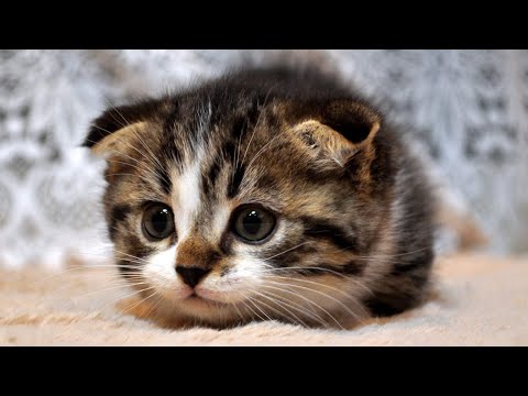 可愛い動きのマンチカンの子猫 Very Cute Kitty Youtube