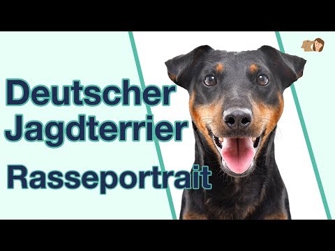 Video: Fünf hässliche Hunderassen