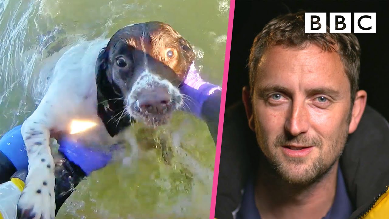 Rescuing Molly the Springer Spaniel 🐶 | Saving Lives at Sea - BBC