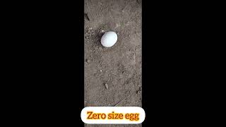 Hen laying zero size egg||Zero size egg#zerosize#eggs#aseelmurga