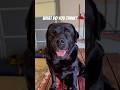 Dog is love 💗 #faith #dogshorts Perfect love casts out all fear