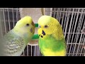 Budgieparakeet breeding pair 