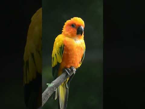 Видео: Шувууны үхжил ямар үнэтэй вэ?