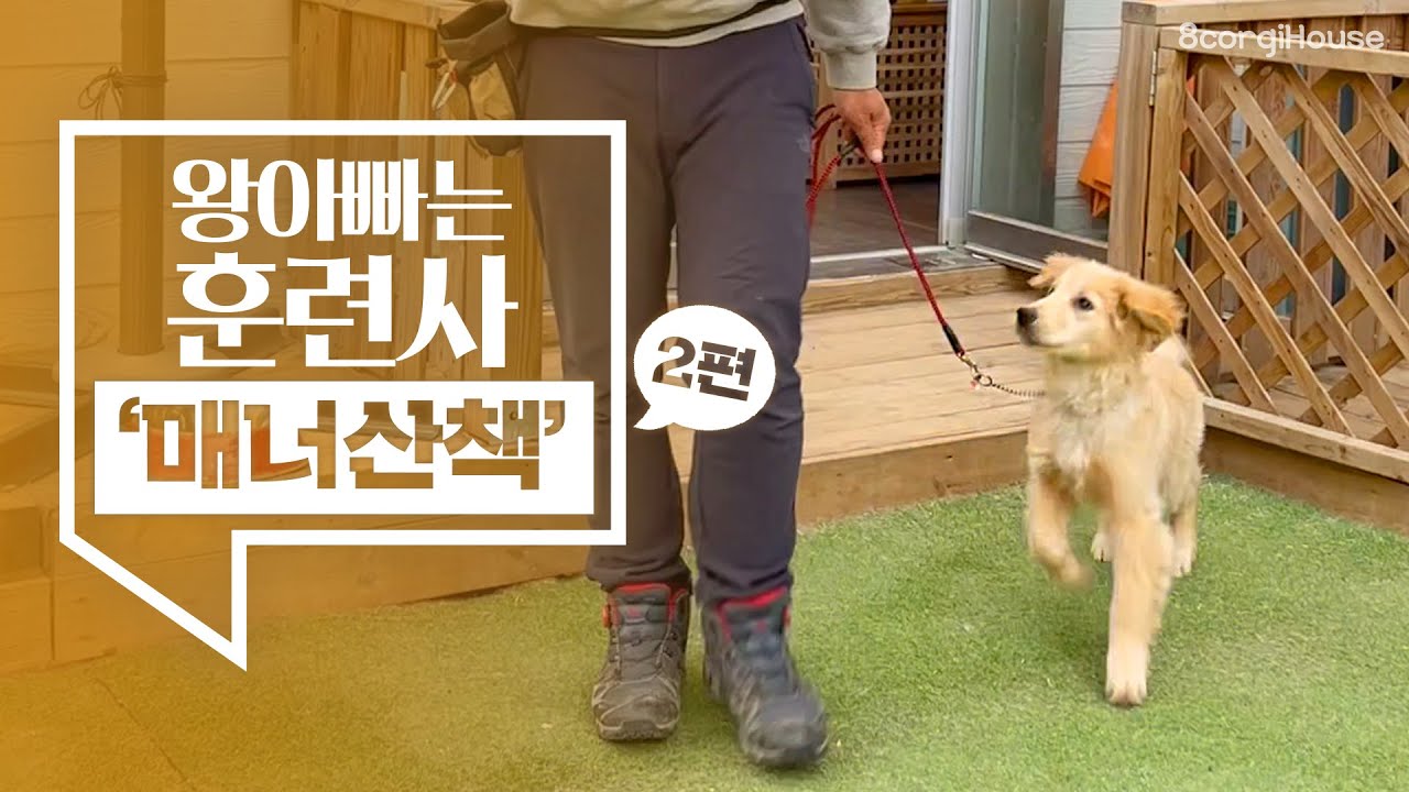  8 Taking A Dog For A Walk Who Has A Lot 