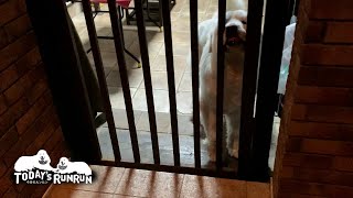 お父さんと息子(格下)でハッキリ態度を変えてしまうルンルンです Great Pyrenees グレートピレニーズ
