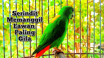 serindit memanggil ||  suara serindit pikat  memanggil lawan paling gila