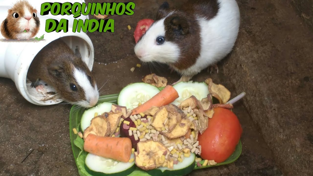 Alimentação para porquinhos da índia & coelhos YouTube Alimentação para porquinhos da índia & coelhos YouTube