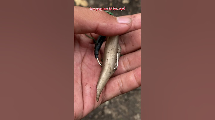 MONSTER FISH HUNTING USING TOY BAIT IN A RIVER THAT HAS DRYED UP😅 #192 #bocahpecicilan